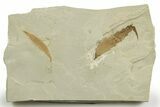 Fossil Leaf (Cedrelospermum & Rhus) Plate - Utah #368730-1